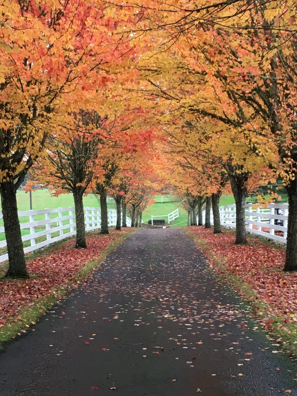 5 perfect autumn Oregon road trips – Together Anywhere